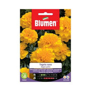 Dwarf Marigold Seeds Double Yellow Blumen