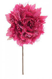 12x Pink Frise' Borgogna Pick