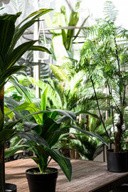 2x Dracena Plant C-Vase 24 Leaves H65