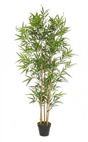 2x Bamboo Plant C-Vase H155Cm