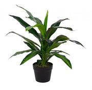 2x Dracena Plant C-Vase 24 Leaves H65