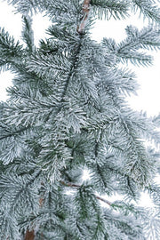 2x Snow-covered Elbrus Pine H90