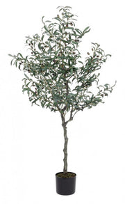 Olive plant with black pot 156h cm