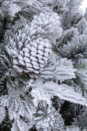 Snowy Arves Tree H270-3293Branches