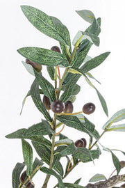 Olive plant with black pot 156h cm