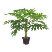 Knurled philodendron plant 90h cm