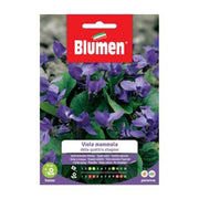Purple Violet Seeds Four Seasons Blumen