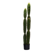 Cactus plant with round pot