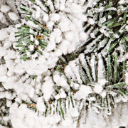 6x Oregon D60 Corona