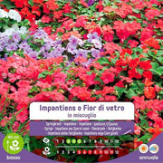 Impatiens Seeds Or Glass Flower In Mixture