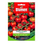 Cluster Pachino Cherry Tomato Seeds