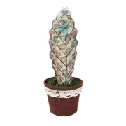 Round green cactus cmø13h35