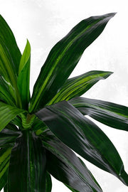 2x Dracena Plant C-Vase 24 Leaves H65