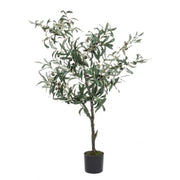 Olive plant with black pot 120h cm