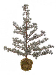 2x Arctic Icy Pino Kokedama H85