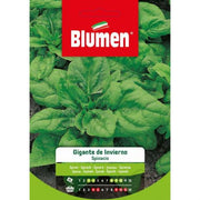 Giant Winter Spinach Seeds Blumen