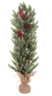 3x Red Berry Pino Oliver H70Cm