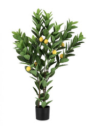2x Lemon Plant C-Vase 224Leaves H115