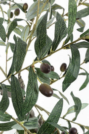 Olive plant with black pot 120h cm