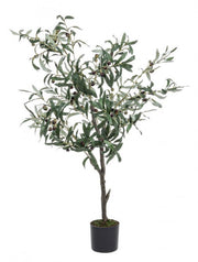 Olive plant with black pot 120h cm