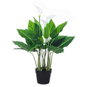 Calla plant for decoration with pot 68h cm