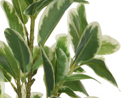 Plastic plant with pot 25x25x35h cm