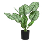 Calathea plant in polyester with pot D44x31h cm