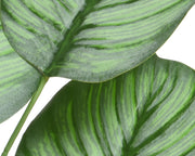Calathea plant in polyester with pot D44x31h cm