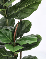 2x Ficus Lyrata Plant C-Vase 39 Leaves H145