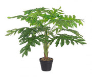 Knurled philodendron plant 90h cm