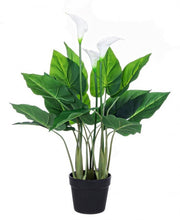 Calla plant for decoration with pot 68h cm
