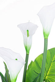 Calla plant with pot 27 leaves h100