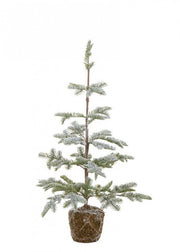 2x Innevato H85 Peralba Pine