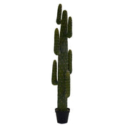 Piante cactus messicano con vaso nero cmø40 h 183