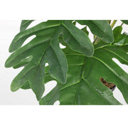 Knurled philodendron plant 90h cm