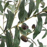 Olive plant with black pot 120h cm