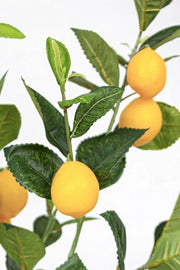 Lemon plant with pot 198 leaves height 120 cm