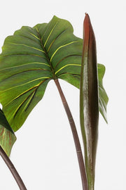 Decorative plant 10 leaves Dieffenbachia