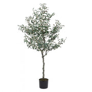 Olive plant with black pot 156h cm