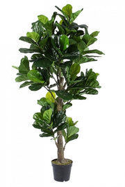 Home decoration plant Ficus Lyrata with pot
