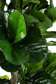 Home decoration plant Ficus Lyrata with pot