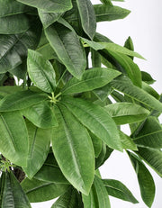 2x Pachira Aquatica Plant C-Pot 280F H120