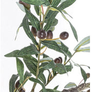 Olive plant with black pot 156h cm