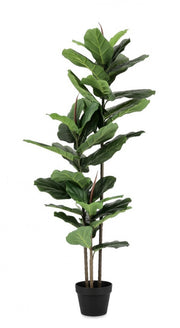 2x Ficus Lyrata Plant C-Vase 39 Leaves H145