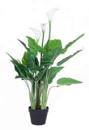 Calla plant with pot 27 leaves h100