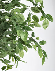 2x Banyan Plant C-Vase 2480Leaves H210