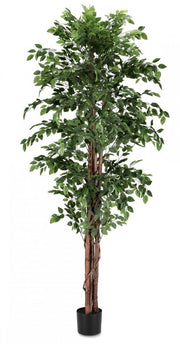 2x Banyan Plant C-Vase 2480Leaves H210