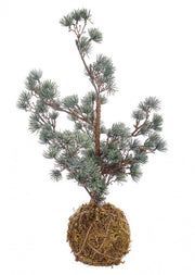 4x Arctic Iced Kokedama Pine H50