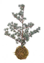 4x Arctic Icy Kokedama Pine H60