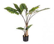 Decorative plant 10 leaves Dieffenbachia
